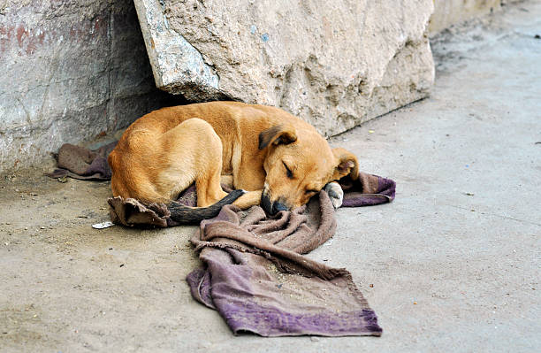 Abandoned dog Abandoned dog lying on the ground homeless person stock pictures, royalty-free photos & images