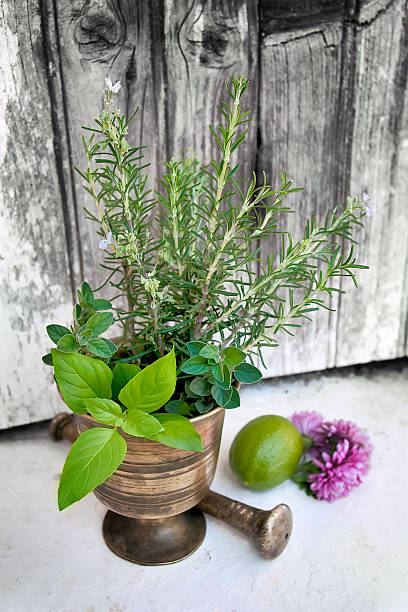 Fresh aromatic herbs stock photo