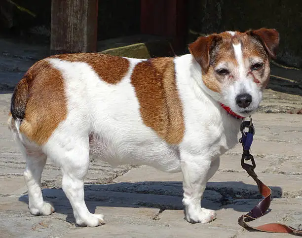 Photo showing an overweight brown and white Jack Russell terrier dog, which needs to go on a strict canine diet to lose weight.  This small, fat dog has gained weight by simply being overfed, consuming more calories than it burns. 