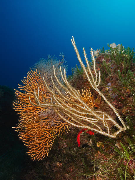 White and yellow sea fan (Eunicella singularis / cavolinii) Underwater photography from white and yellow sea fan in the mediterranean sea. coral gorgonian coral hydra reef stock pictures, royalty-free photos & images