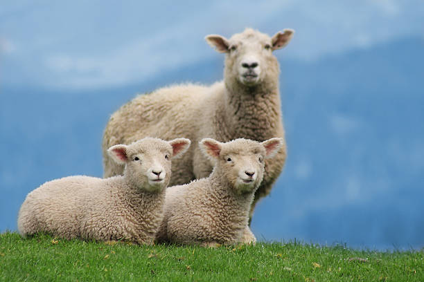 família de carneiros na nova zelândia, com jovens lambs - pastor de ovelhas - fotografias e filmes do acervo