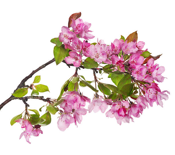 istock larhe pink apple-tree blossoming branch 471988527