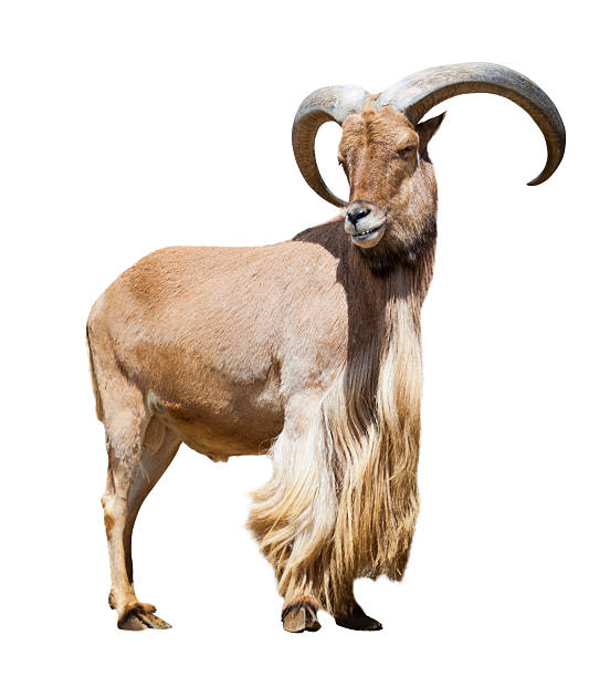 istock male barbary sheep. Isolated over white 471988983