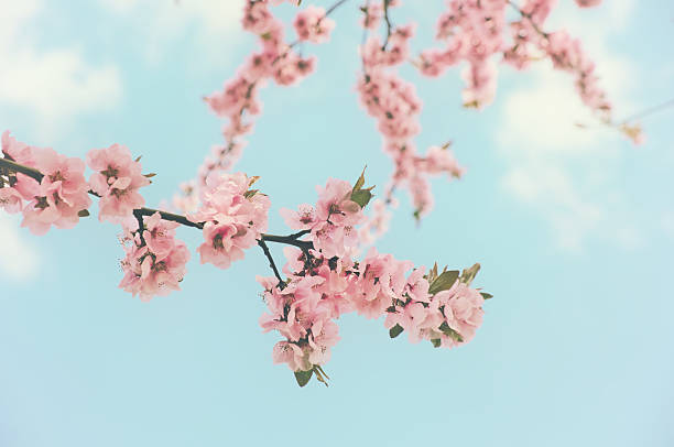 Pink Cherry Blossom Background With Pastel Color Stock Photo - Download  Image Now - 2015, April, Beauty - iStock