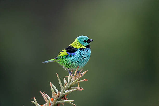 istock Green-headed tanager, Tangara seledon 471989737