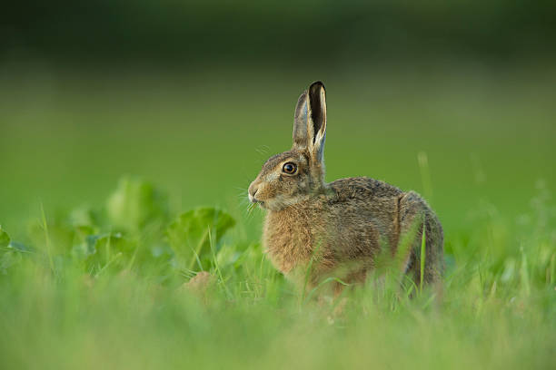 istock Lepus europaeus - European brown hare 471990130
