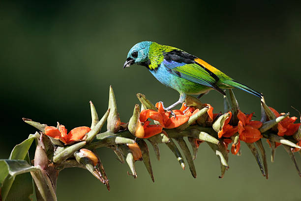 istock Green-headed tanager, Tangara seledon 471990387