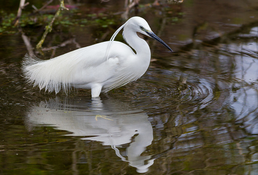 A Little egret (Egretta garzetta) reflected on water