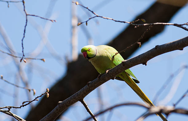 Ring-necked Parakeet (Psitacula krameri) Ring-necked Parakeet (Psitacula krameri) krameri stock pictures, royalty-free photos & images