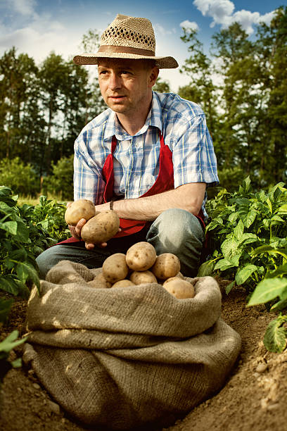 istock farmer looking his potato harvest at field row 471990821