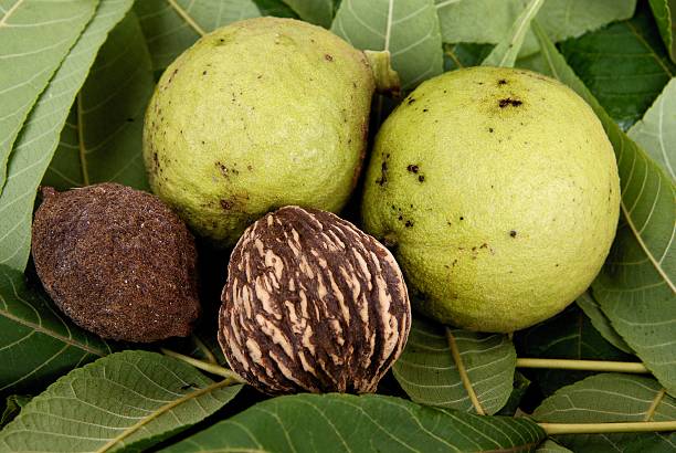 fruits of black walnut tree stock photo