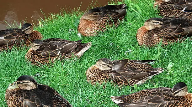 The collective noun for Mallards can either be Sute or Sword. Whichever, here we an intimate group enjoying an afternoon nap. 