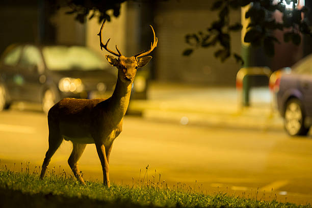 アーバンダマシカ-ダーマダーマ - deer season ストックフォトと画像