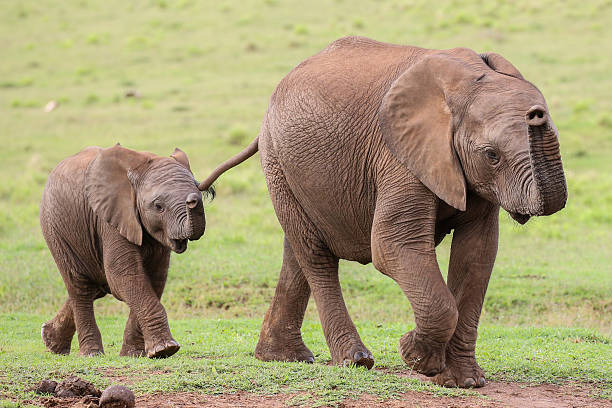 istock Young African Elephant Friends 471991412