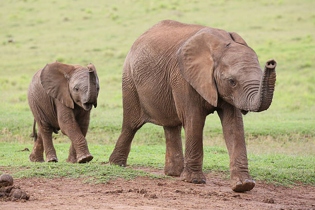 istock Young African Elephant Friends 471991420