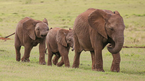 istock Young African Elephant Friends 471991430