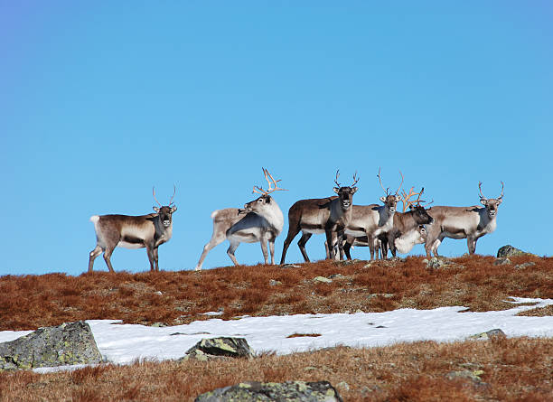 istock Reindeers in Sarek national park 471991437