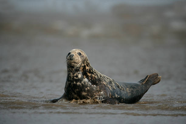 istock Grey seal, Halichoerus grypus 471991863