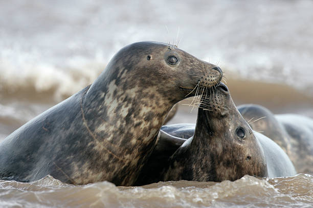 istock Grey seal, Halichoerus grypus 471991937