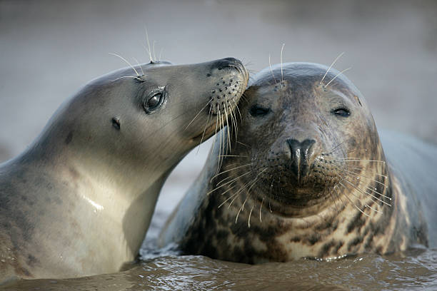 Grey seal, Halichoerus grypus
