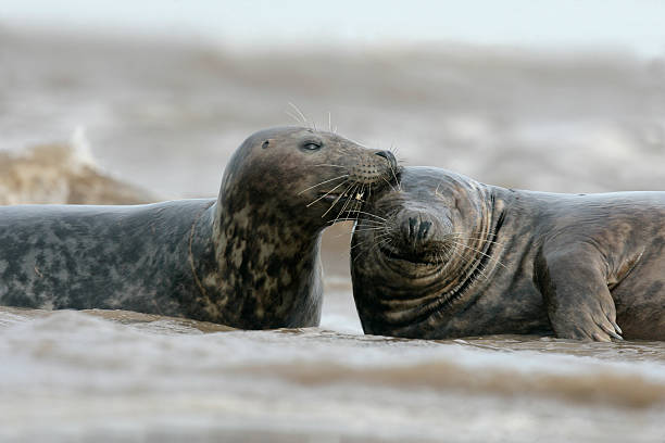 istock Grey seal, Halichoerus grypus 471992359