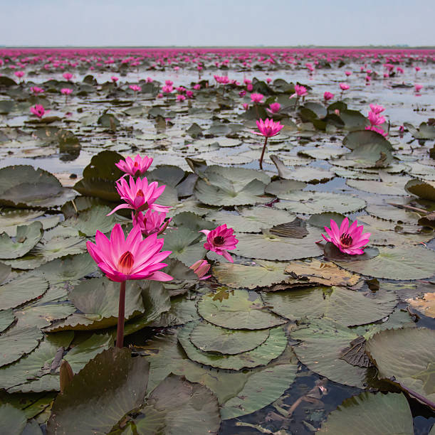 istock pink lotus and leaf in swamp 471992403