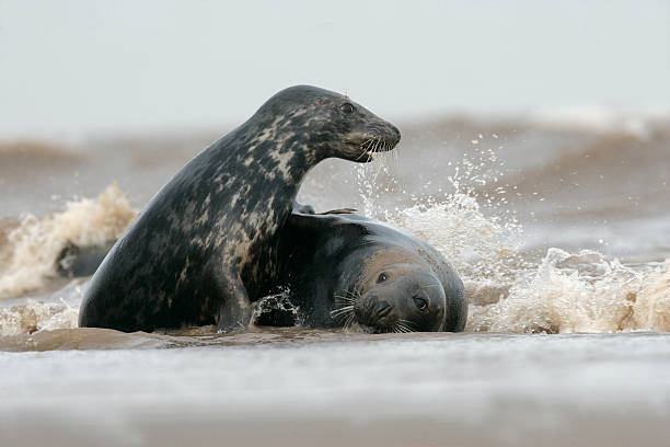 istock Grey seal, Halichoerus grypus 471992453