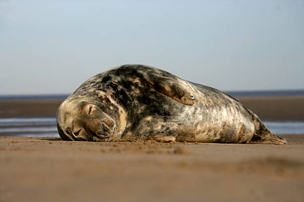 istock Grey seal, Halichoerus grypus 471992963