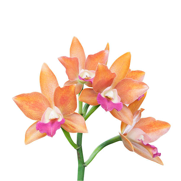 istock Beautiful Orchid Flower Isolated on White 471993053