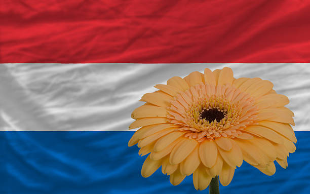 istock gerbera flower in front  national flag of holland 471993123