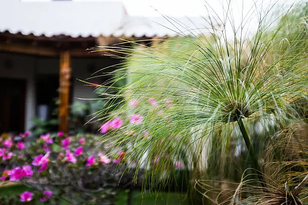 Picture of a papyrus plant as main focus with a beautiful relaxing garden inside a house in Mexico.