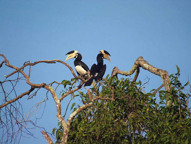 istock Mating Pair of Malabar Pied Hornbills Perched on Treetop 471993702