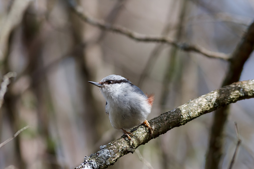 Eurasian nuthatch or wood nuthatch (Sitta europaea) sitting on a branch with a blurred background