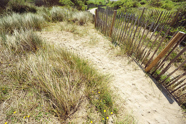istock Sea oats on sand dune 471994085