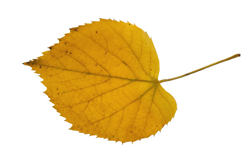 Yellow autumn leaf of alder close up isolated on white