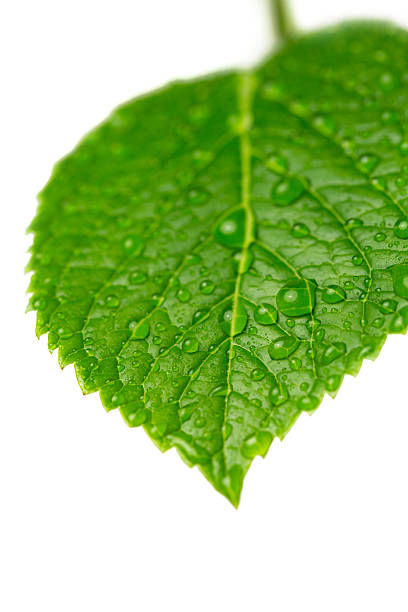 istock green leaf with water drops against white background 471994485