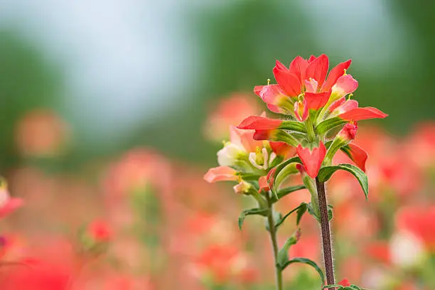 Indian Paintbrush wildflowers blooming on the spring meadow, closeup with natural green background