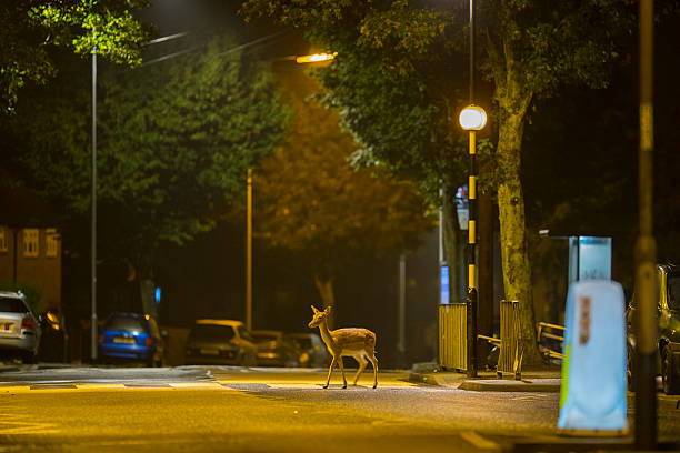 Urban fallow deer - Dama dama Urban fallow doe using a pedestrian crossing in suburban street at night. fallow deer photos stock pictures, royalty-free photos & images