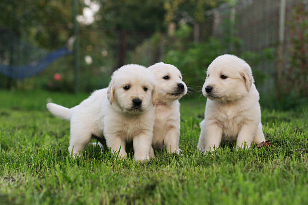 istock Golden retriever puppies. 471995180