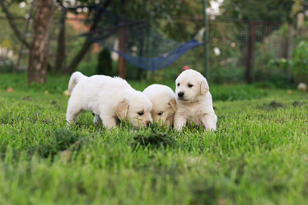 istock Golden retriever puppies. 471995190