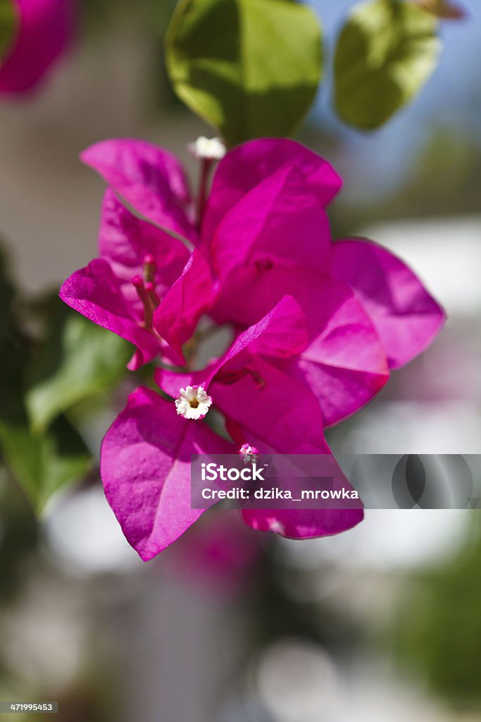 Bougainvillea flower Bougainvillea flower in Tunisia. Backgrounds Stock Photo