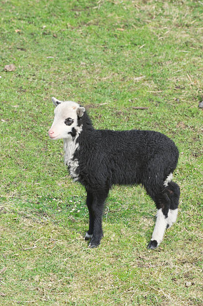 sheep Lots and lots of sheep – A Dartmoor blog
