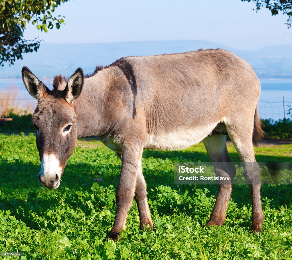 Süße Esel - Lizenzfrei Agrarbetrieb Stock-Foto