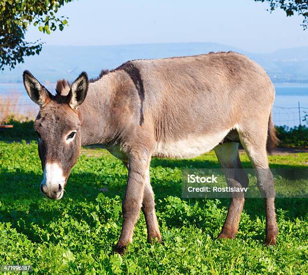 Süße Esel Stockfoto und mehr Bilder von Agrarbetrieb - Agrarbetrieb, Braun, Domestizierte Tiere