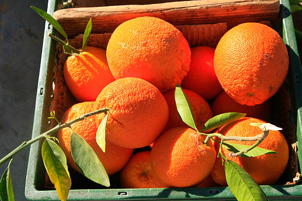 istock Freshly Picked Oranges, Phoenix, Arizona, USA 471996267