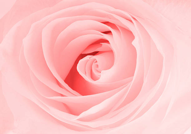 close-up vista de rosas cor-de-rosa  - close to moving up closed single flower - fotografias e filmes do acervo