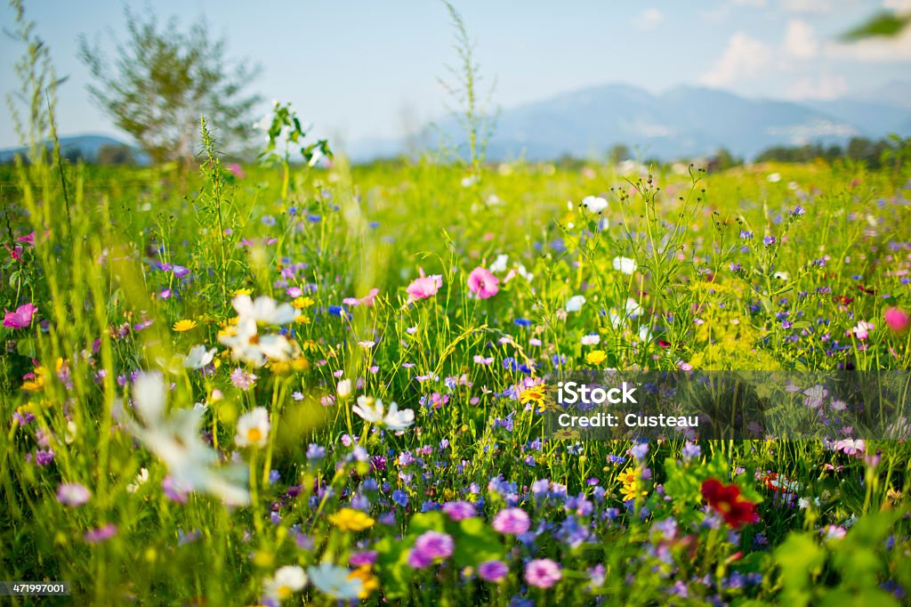 Summer Wildflowers Beautiful wild meadow in the sun. Meadow Stock Photo