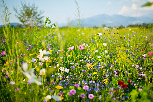 Summer Wildflowers Beautiful wild meadow in the sun. wildflower stock pictures, royalty-free photos & images