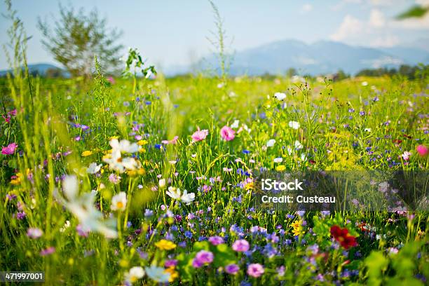Summer Wildflowers Stock Photo - Download Image Now - Meadow, Flower, Wildflower