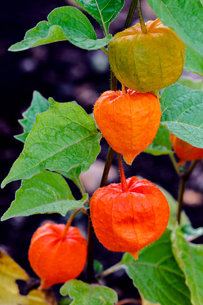 istock Berry fruit chinese lanterns - Physalis alkelengi 471997057